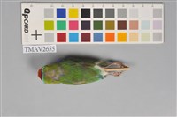 胡錦鳥藏品圖，第11張